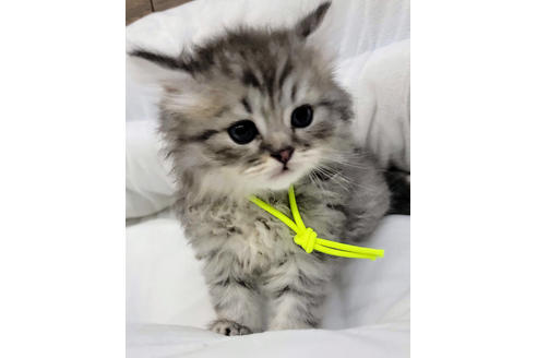 成約済の埼玉県のサイベリアン-19718